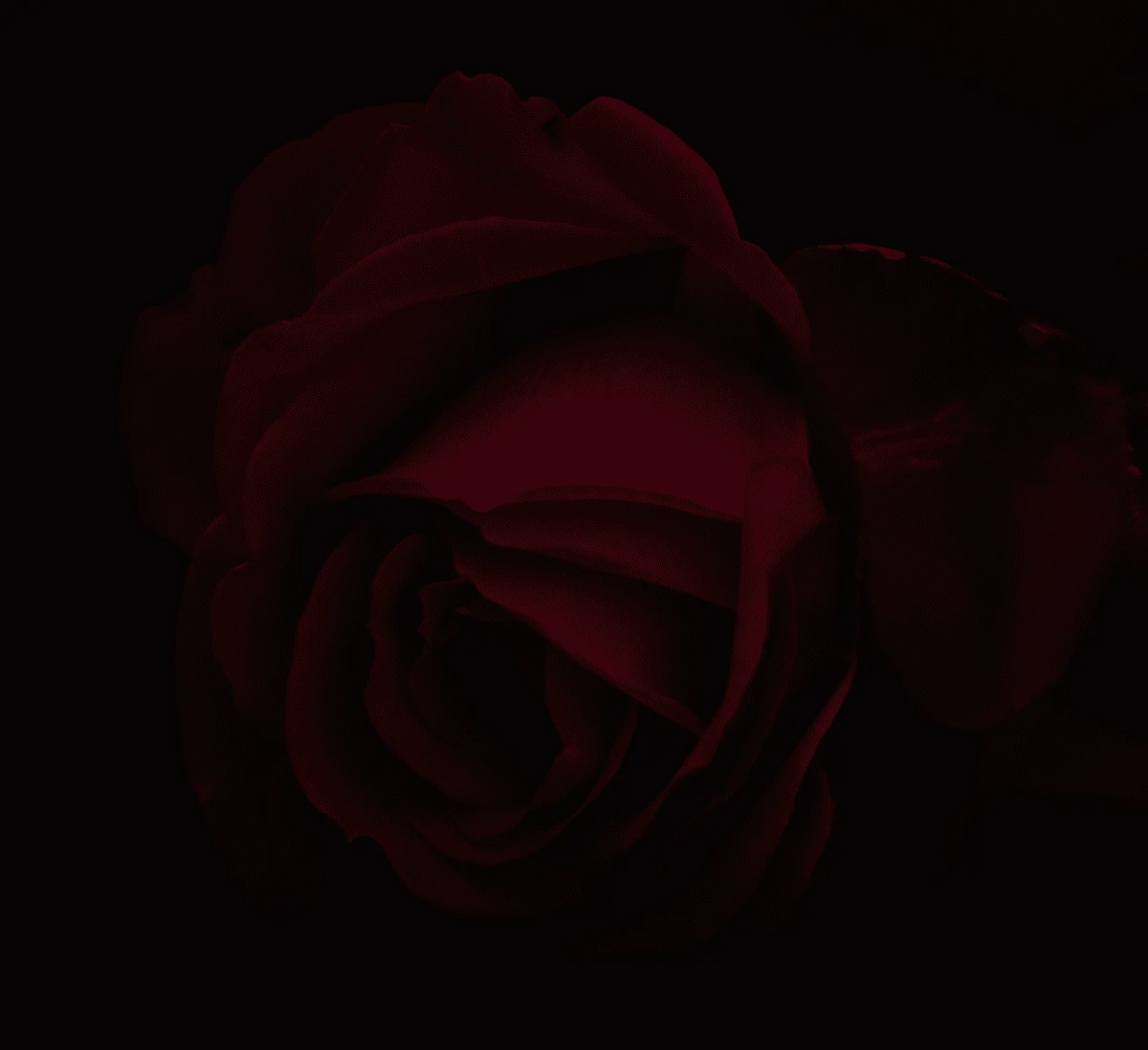 rose